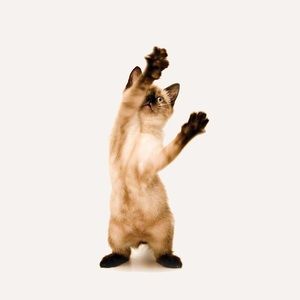 Meet your Posher, Paula